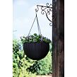 17199246-hanging-sphere-plante_2.jpg