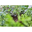 MDS Kroplownik rzędowy, kompensujący ciśnienie 2 l/h GARDENA 13312-20