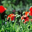 gardena-mds-6-plosna-rozprasovaci-tryska-2-ks.jpg