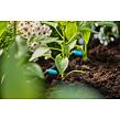 MDS Kroplownik rzędowy regulowany 0 - 15 l/h GARDENA 13315-20